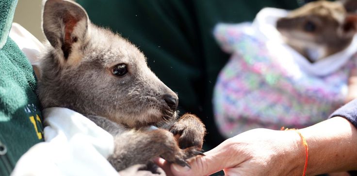 Wildlife rehabilitation in progress